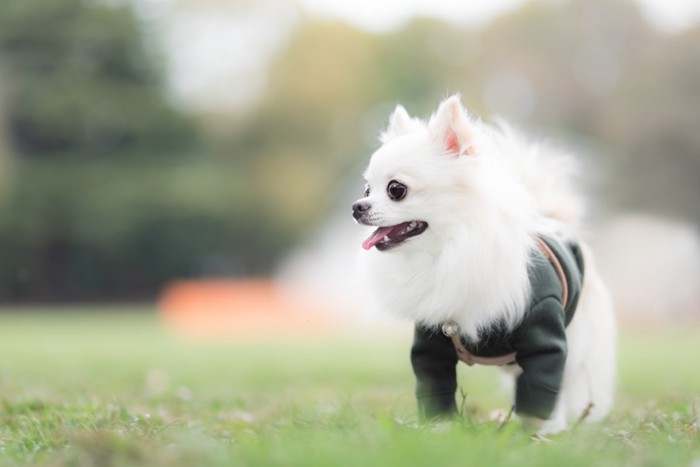 チワワの春散歩