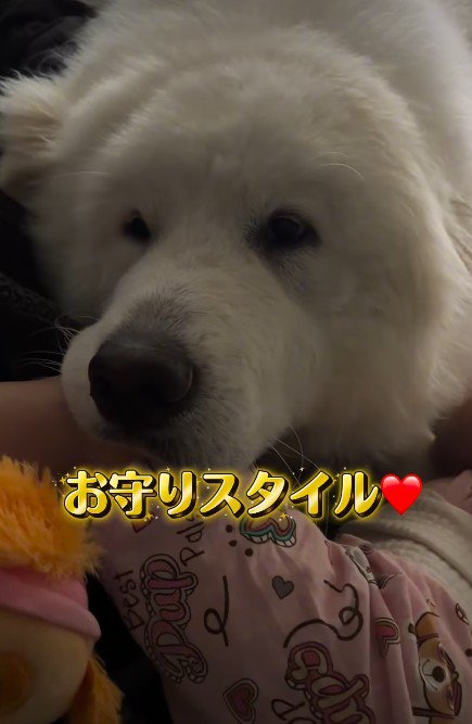 一緒に寝る光景にホッコリ