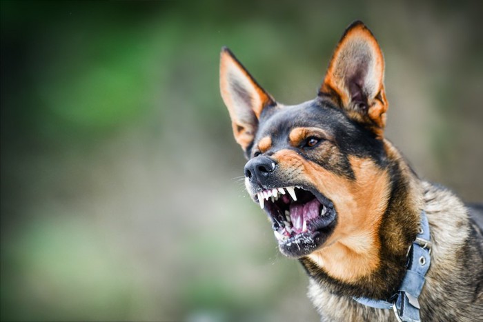 激しく威嚇する青い首輪の犬