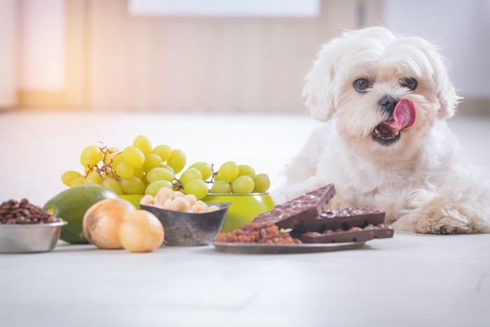 犬が中毒を起こす食べ物とマルチーズ