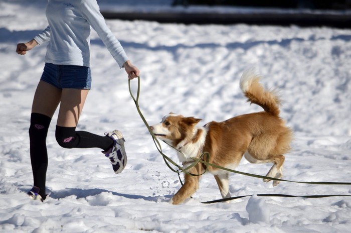 雪の中で女性と走る犬