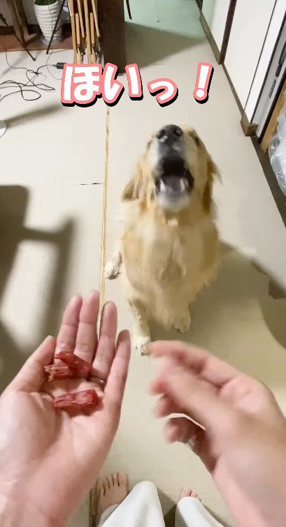 口を開けて待つ犬