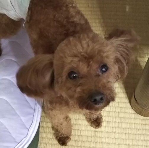 和室で見上げる愛犬