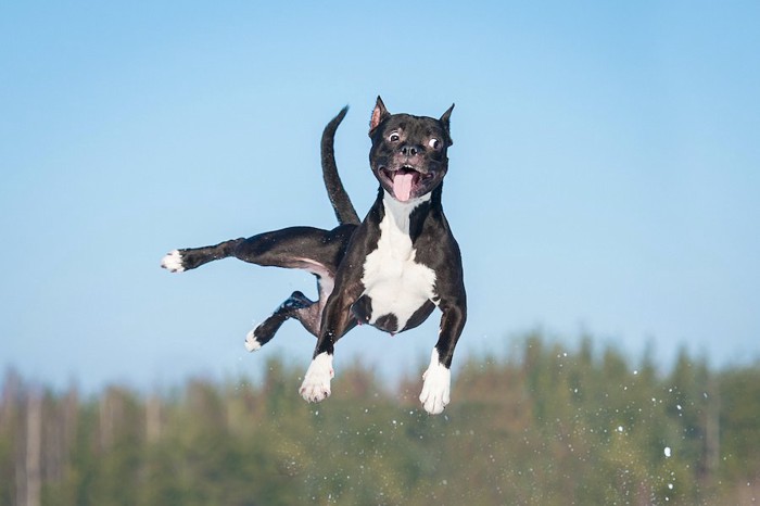 変な顔でジャンプしてる黒い犬