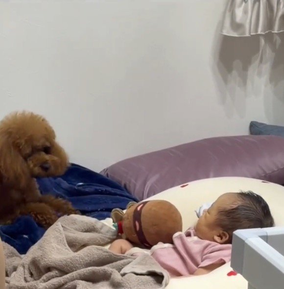 赤ちゃんの近くに伏せる犬
