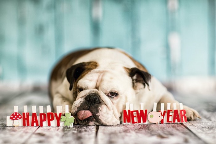 新年の文字と舌を出して伏せる犬