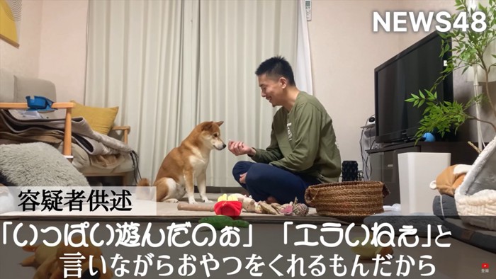 座っておやつを催促する柴犬