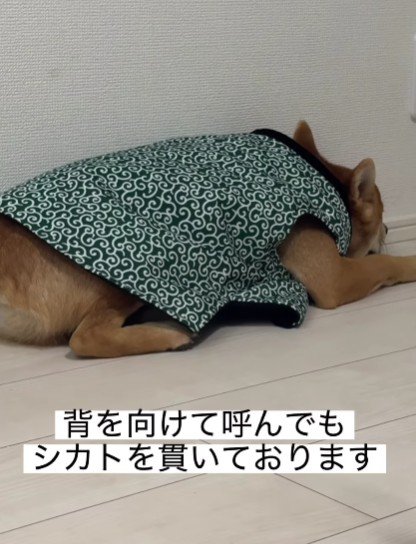 背を向けて完全無視