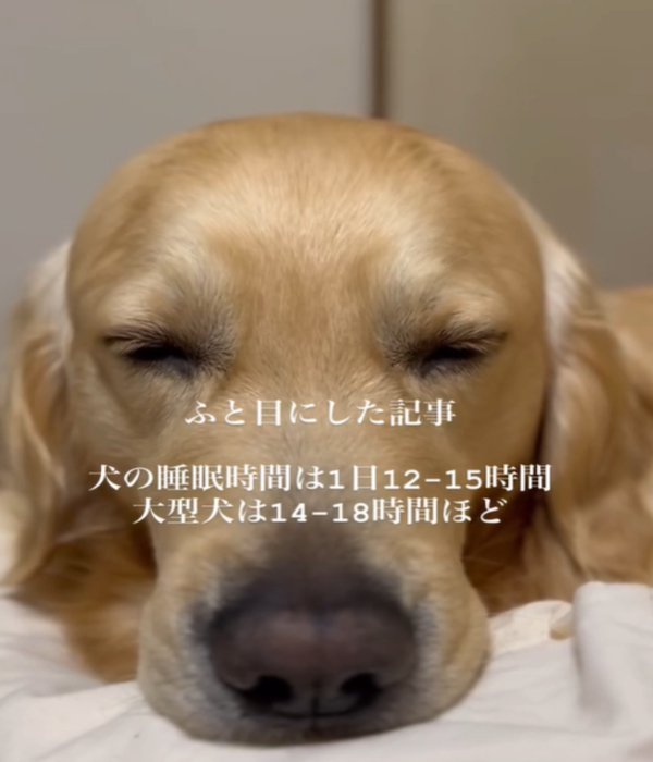 アップで寝ている犬