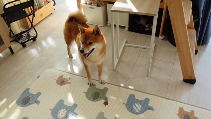 「どこにいった？」とキョロキョロ