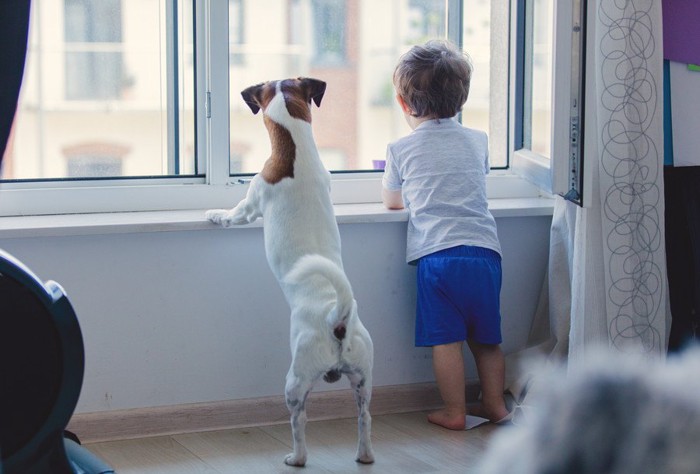 窓の外を見る犬