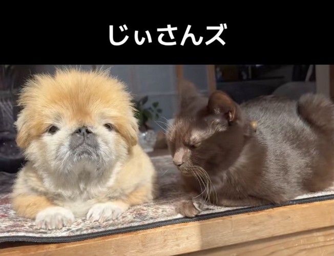 一緒に日向ぼっこ中。