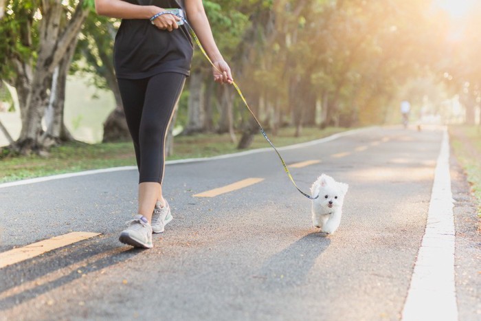 散歩中の白い犬