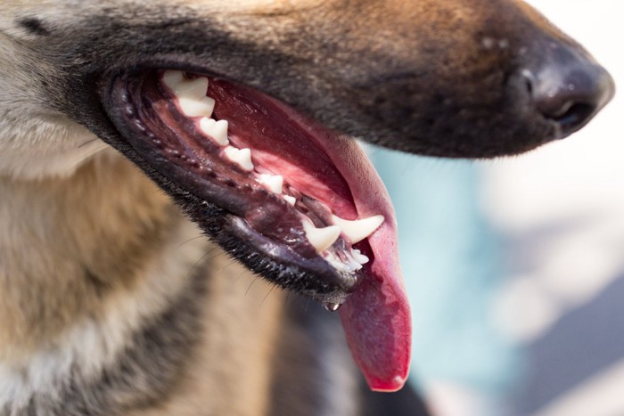 口から舌を出している犬