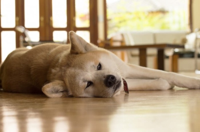 つまらなそうに横になっている秋田犬