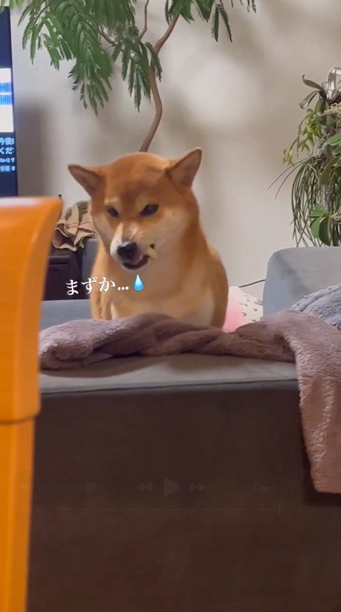リンゴを口の端から出す犬