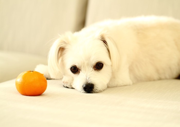 ミカンと子犬