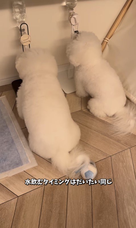 似すぎているおうじ君＆あんじちゃん6