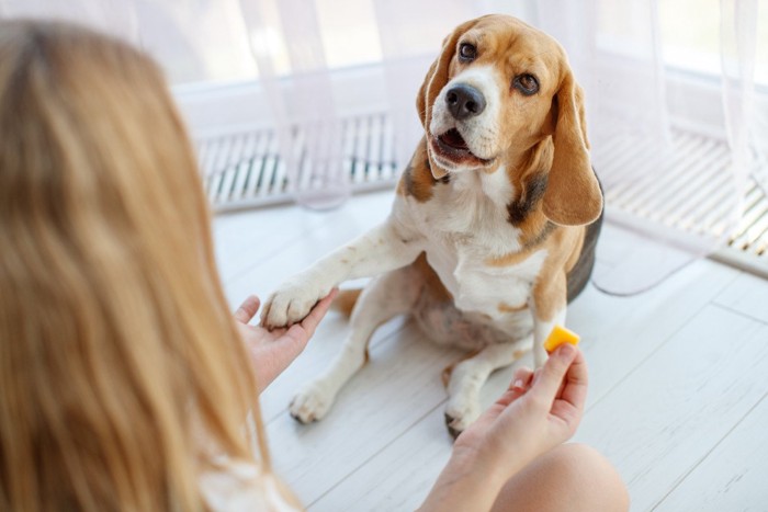 トリーツを待つ犬