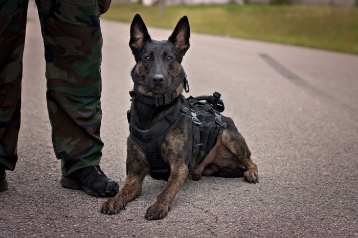 ハーネスを着けた警察犬