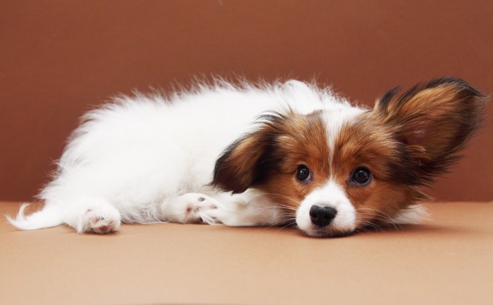 床に伏せて上目遣いになっているパピヨンの子犬