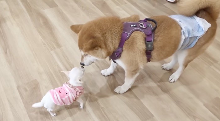 鼻を近づけあう子犬と柴犬