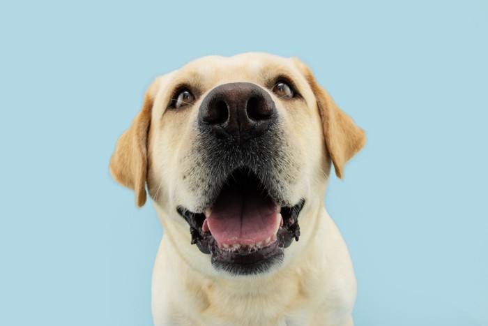 正面を見つめる犬の口元のアップ