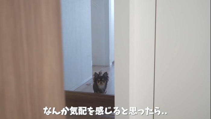 扉の外から覗く犬