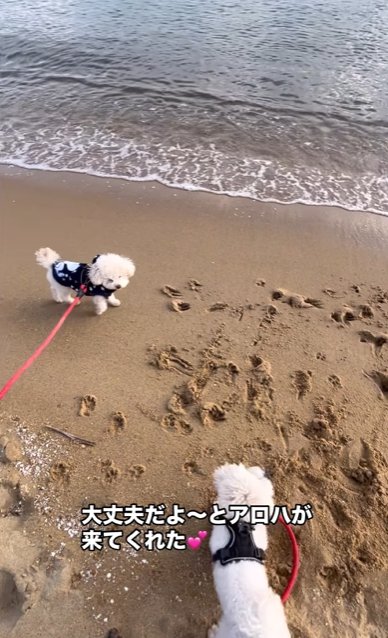 パニックの小型犬のもとへ歩いてくる兄犬