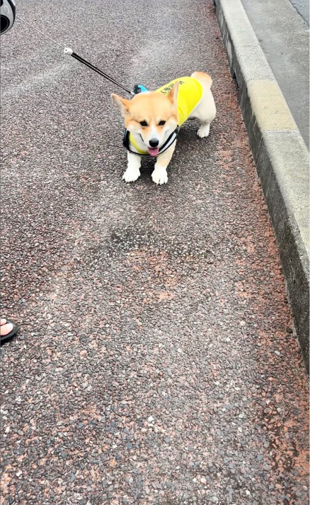 道で足を踏ん張る犬