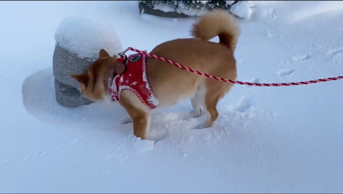 道ばたの車止めの石の匂いを嗅ぐ犬