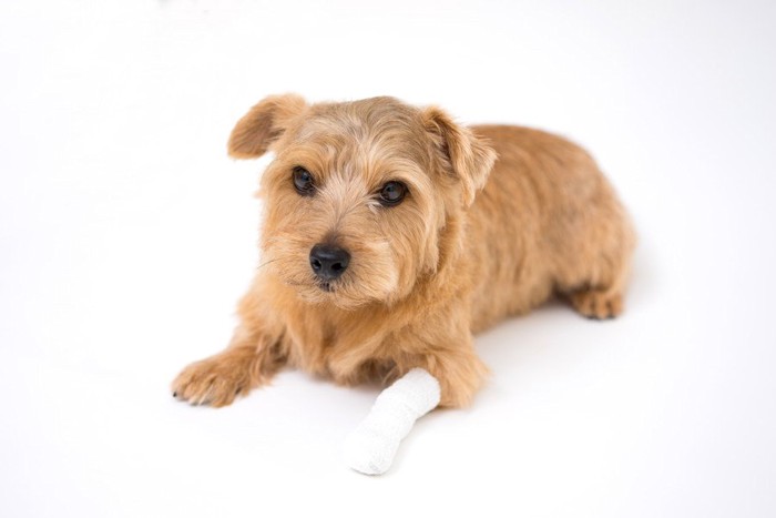 怪我をした犬