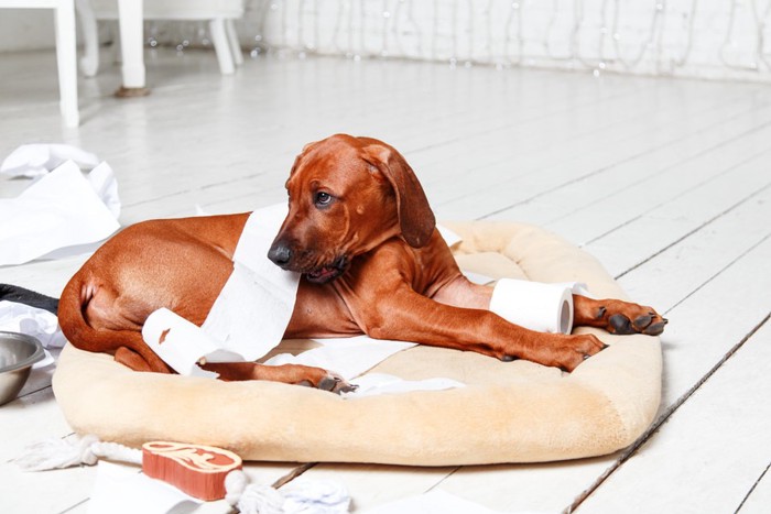 トイレットペーパーで遊んでいる犬