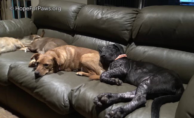 仲間の犬と昼寝