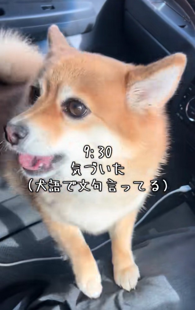 文句を言う犬