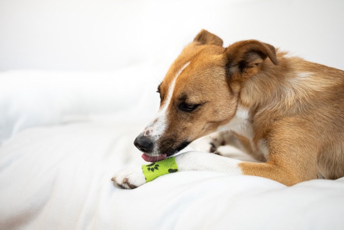 前足を舐めている犬