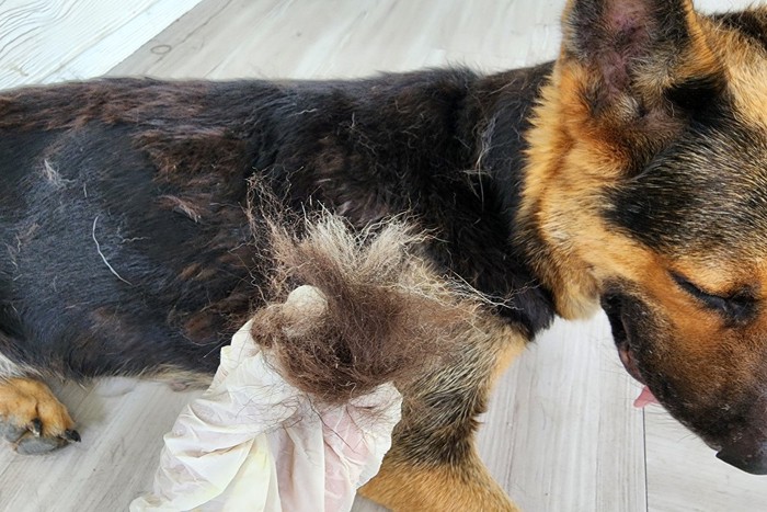 マフラーを巻いた犬