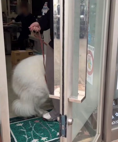 入口に足を踏み入れる犬