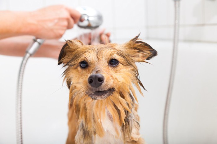 シャンプー中の犬の顔アップ