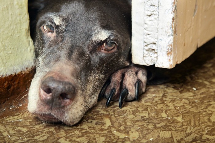 ドアのすき間に隠れる犬