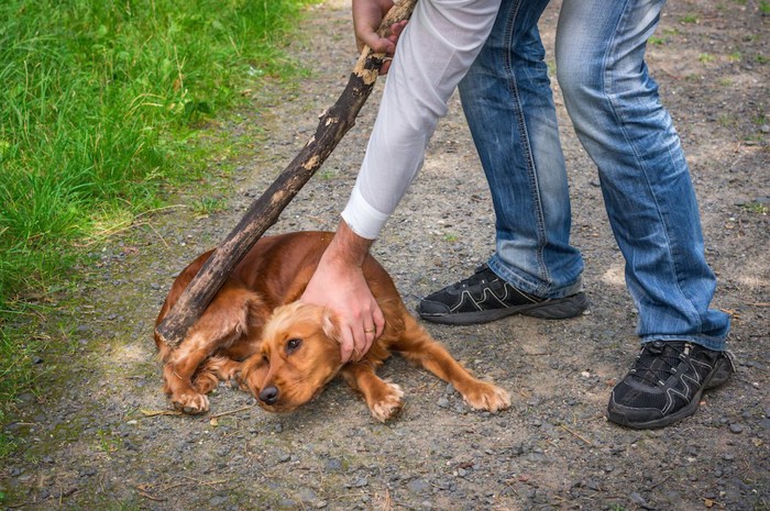 手と木の枝で犬を押さえつけている人