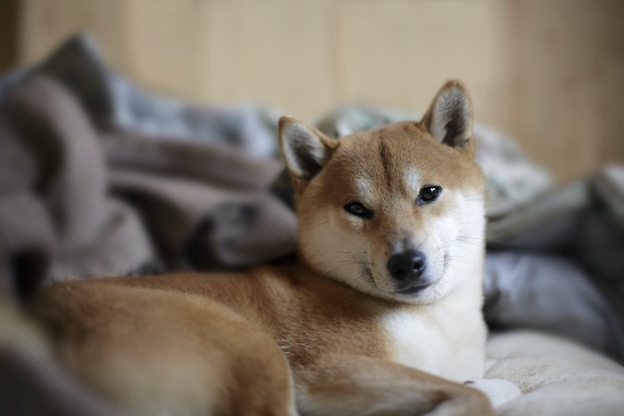 ベッドでくつろぎながらこちらを見つめる柴犬