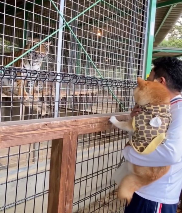 トラを見る犬3