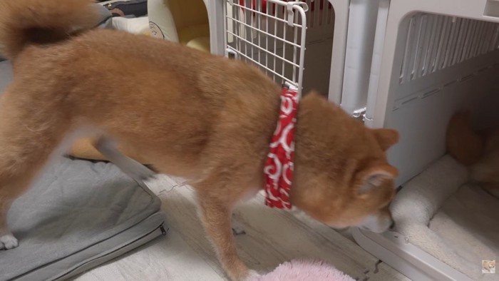 「あ!ここから入れるじゃん」