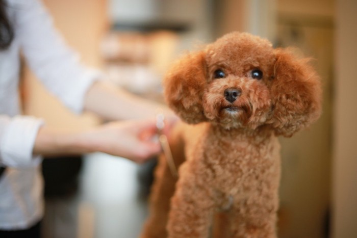 トリミング中に正面を見据える犬