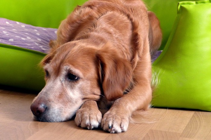 寂しそうな犬