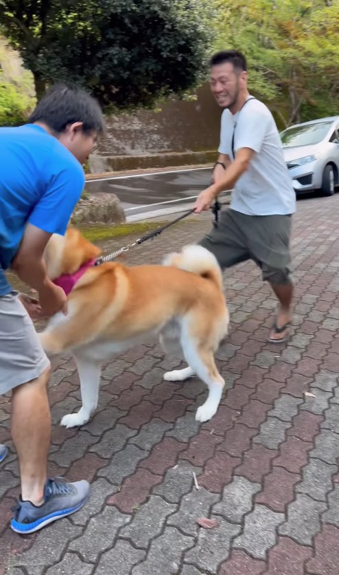 秋田犬のリードを引っ張って抑える飼い主