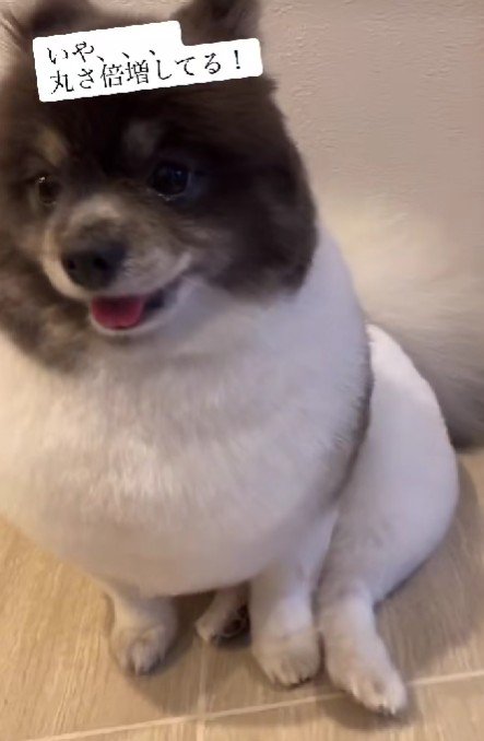 ん…？丸くない…？