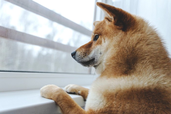 手を乗せて窓の外を見ている犬