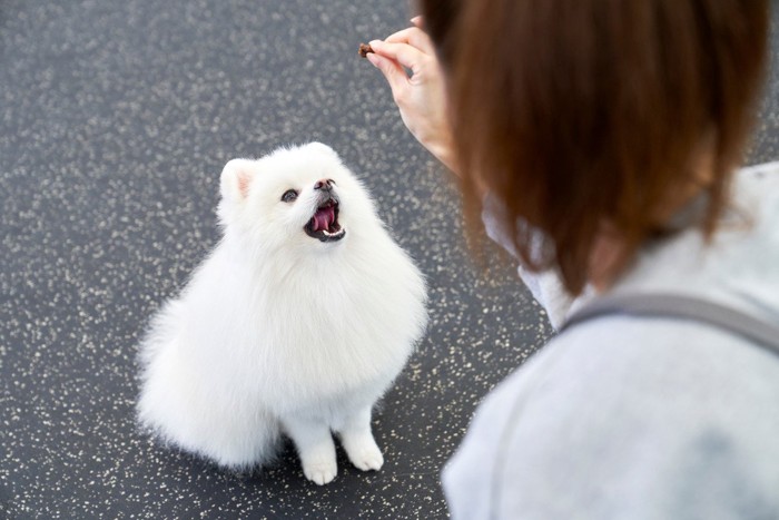 おやつを見てオスワリする犬